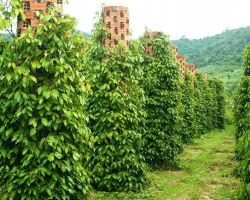 TP. HCM - HÀ TIÊN - GRAND WORLD - HÒN THƠM - BÃI SAO - CHÙA HỘ PHÁP - 3N3Đ